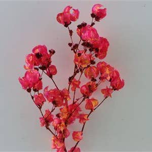 Gedroogde Bougainvillea bos for wholesale by Dutch Flower Studio