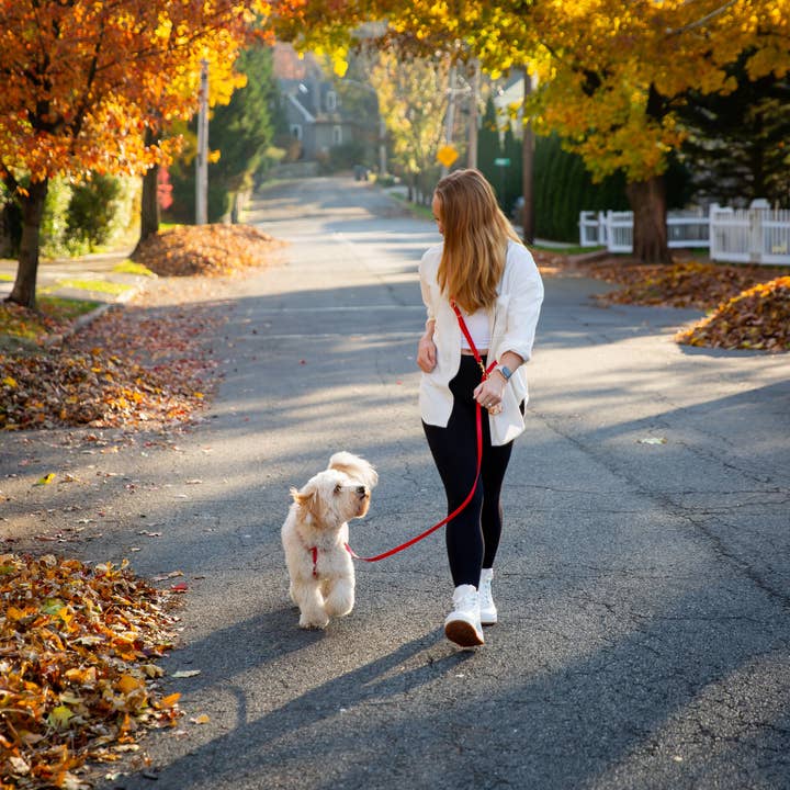 SUNNY TAILS - Wholesale Pet Leash - Dog - Cherry Red 4-in-1 Wide Convertible Hands Free Cloud Dog Leas