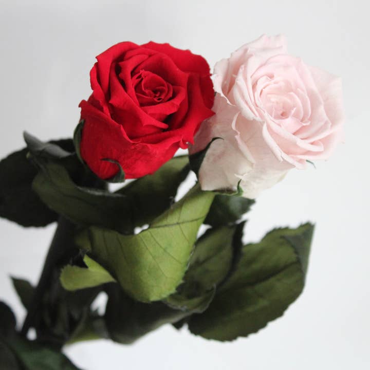 Rose préservée sur tige pour la vente par Roxanne's Dried Flowers