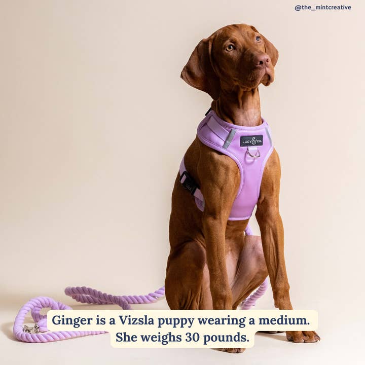 Lucy & Co. - Wholesale Pet Harness - Dog - Bouquet No-Pull Harness4