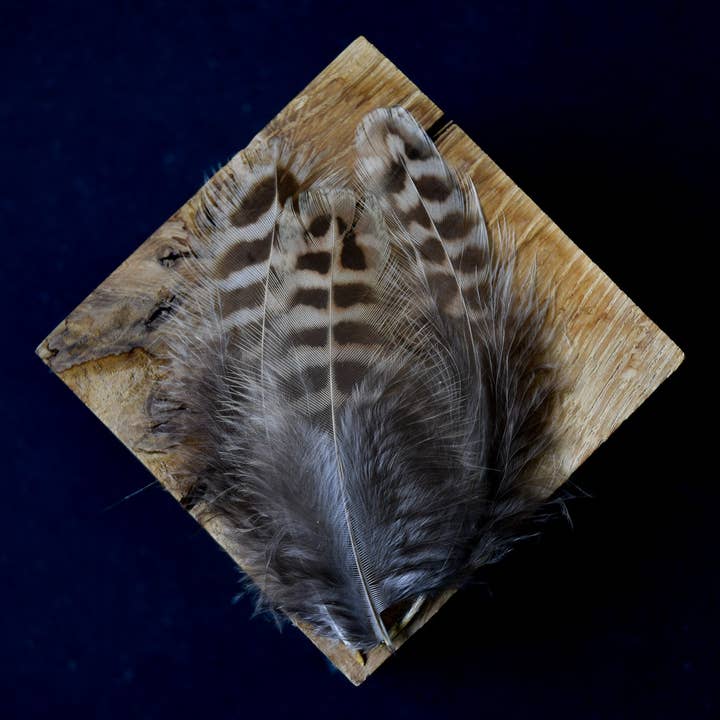 Colchis pheasant feather for wholesale by Plumes Naturelles