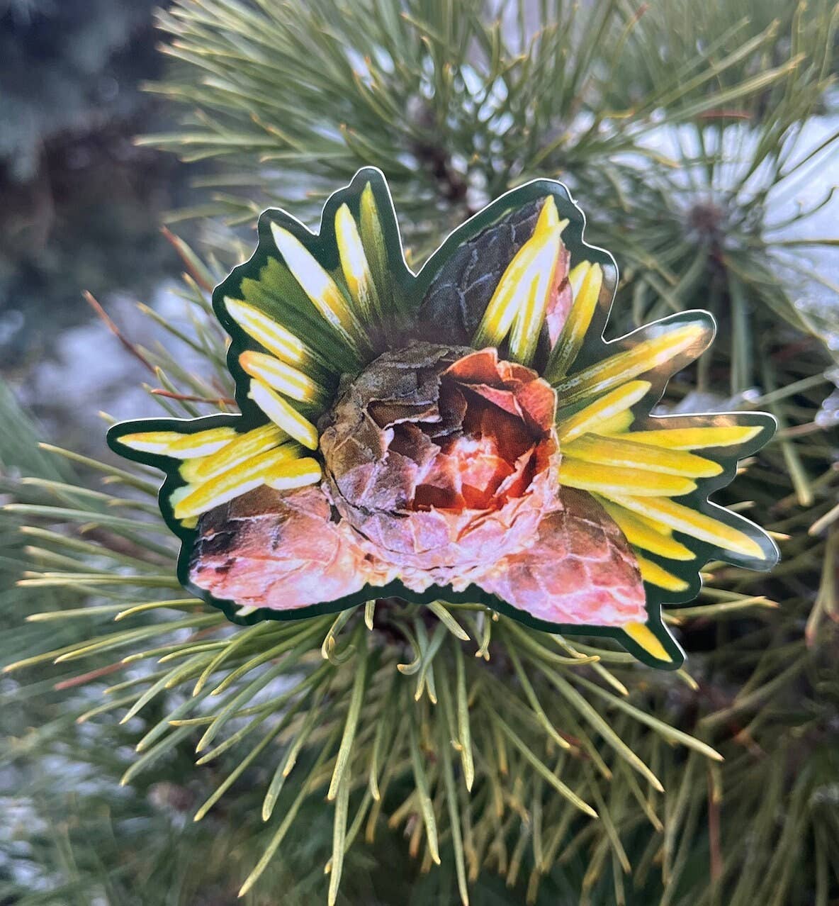 Stick Outside - Wholesale Sticker - California Sitka Spruce Sticker