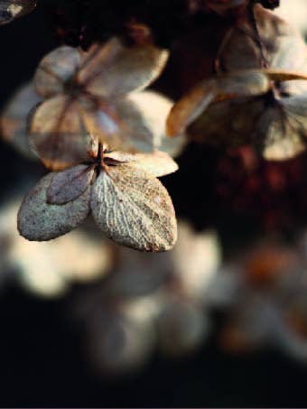 Carta Forex Fiori secchi per la vendita all'ingrosso da parte di Gewoon ZieZo