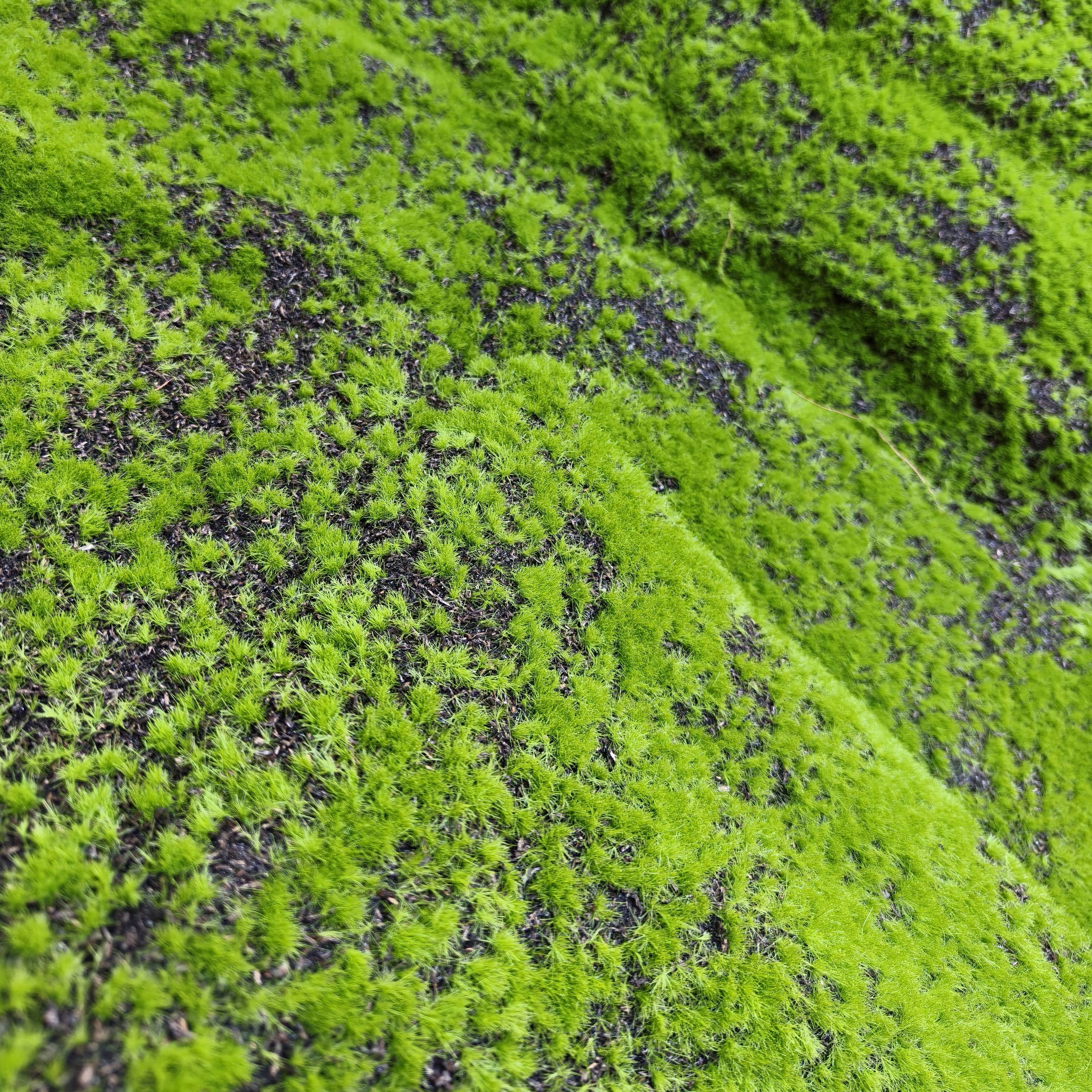 ACNITE(We cover U.S. import duties) - Wholesale Artificial Plant - Artificial Moss Sheet Wedding decor Green fake lawn6