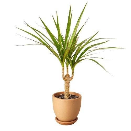 House Plant Wholesale WEST - Wholesale Live Plant - Dracaena 'Marginata Cane'