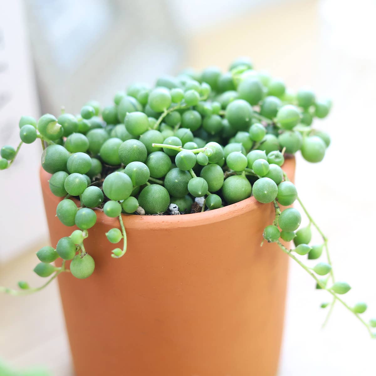 Best Plant Friend - Wholesale Succulent - String Of Pearls Succulent Plant 2/4/6 inch Grower Pot9