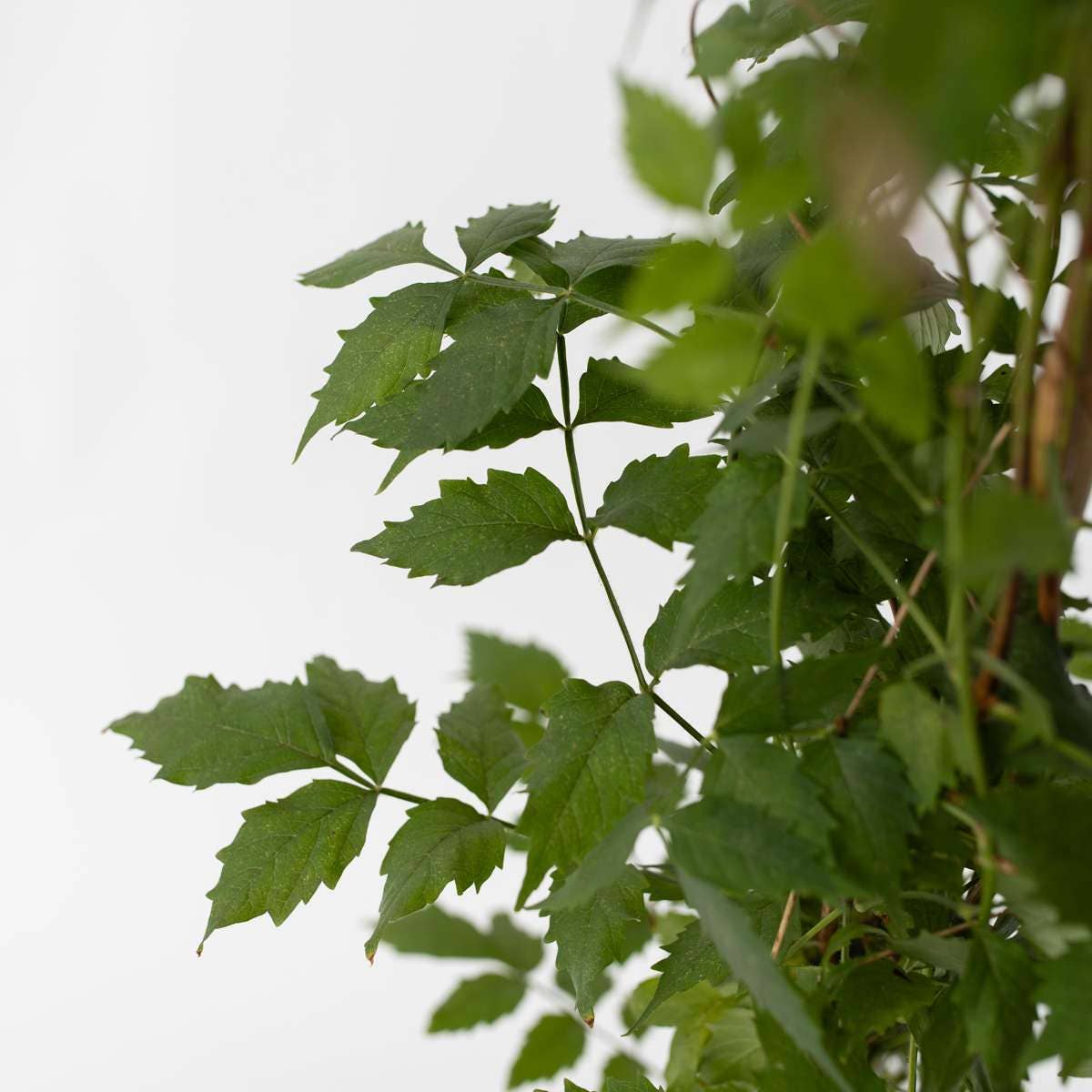 Oasis of Life - Wholesale Live Plant - Trumpet Vine – 2 Plants – Campsis 'Mme Galen' – Height 110–120cm – Ø17cm – Hardy Climbing Plant with Orange-Red Flowers – Fast-Growing Climbing Plant for Garden, Fence & Pergola4