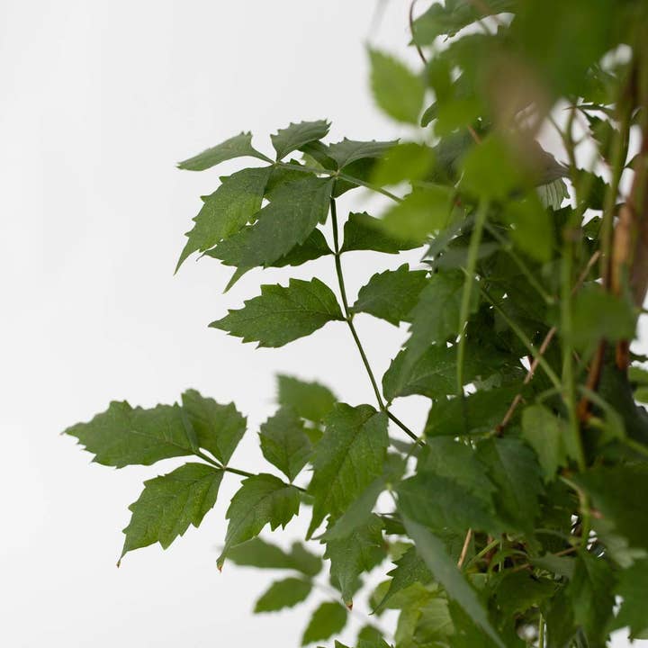 Oasis of Life - Wholesale Live Plant - Trumpet Vine – 2 Plants – Campsis 'Mme Galen' – Height 110–120cm – Ø17cm – Hardy Climbing Plant with Orange-Red Flowers – Fast-Growing Climbing Plant for Garden, Fence & Pergola4