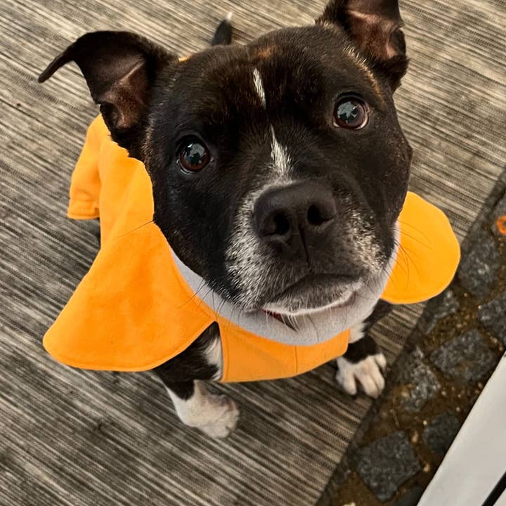 Umweltfreundlicher Hunderegenmantel – Stilvoll, Warm & Umweltfreundlich für den Großhandel von FUNKY DOG