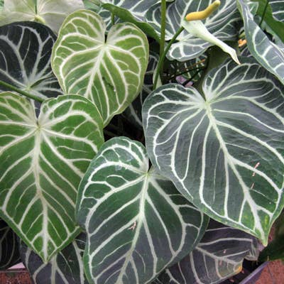 Anthurium Clarinervium for wholesale by Dick's Sticks and Exotics