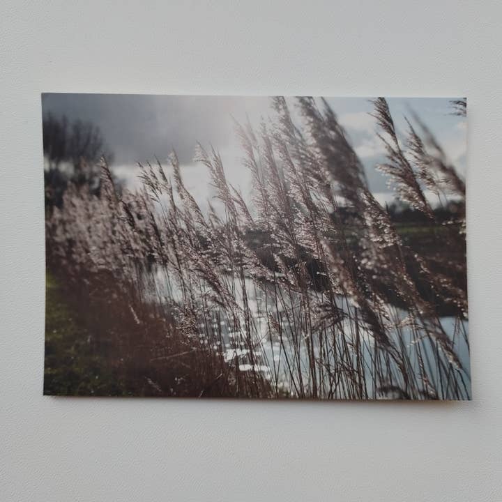 Postcard - Reed (1021) for wholesale by SannCards