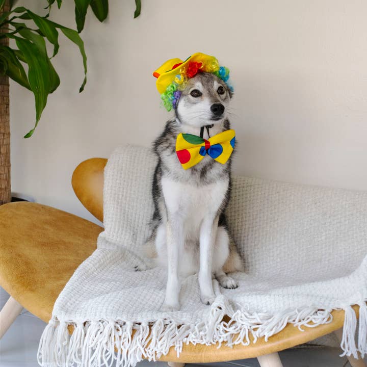 Midlee Designs - Wholesale Pet costume – Dog - Midlee Clown Costume Hat, Bowtie, and Wig Dog Costume7