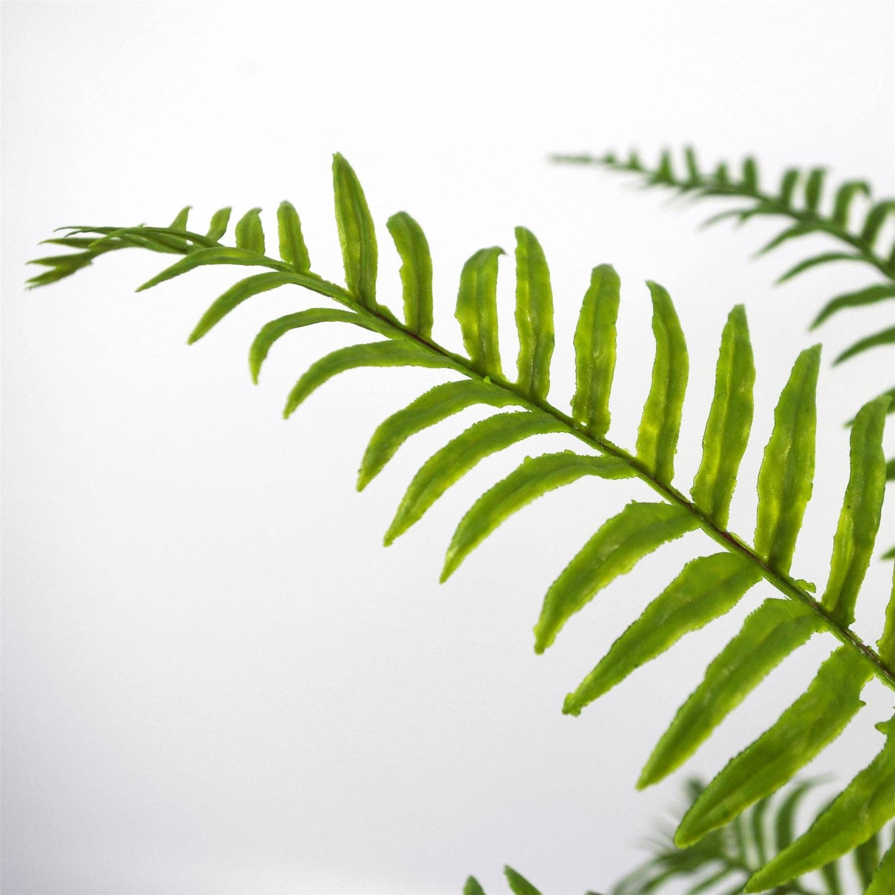 Leaf Design UK LTD – wholesale Artificial plant – Artificial Fern Plant 50cm Artificial Boston Fern Plant2