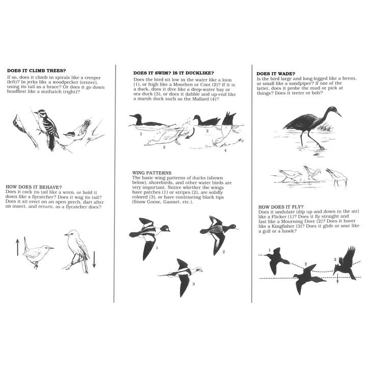 Microcosm Publishing & Distribution - Wholesale Nature Guide - Peterson First Guide to Birds of North America