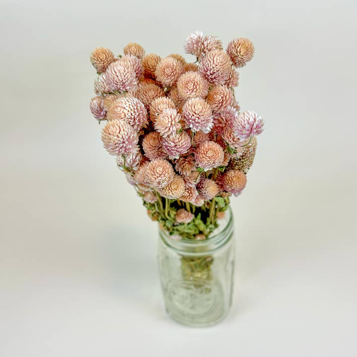 Lovejoy Farms Premium Dried Flowers – Engroshandel Tørrede/pressede blomster – Blush Pink Globe Amaranth – Naturligt Tørrede Blomster0