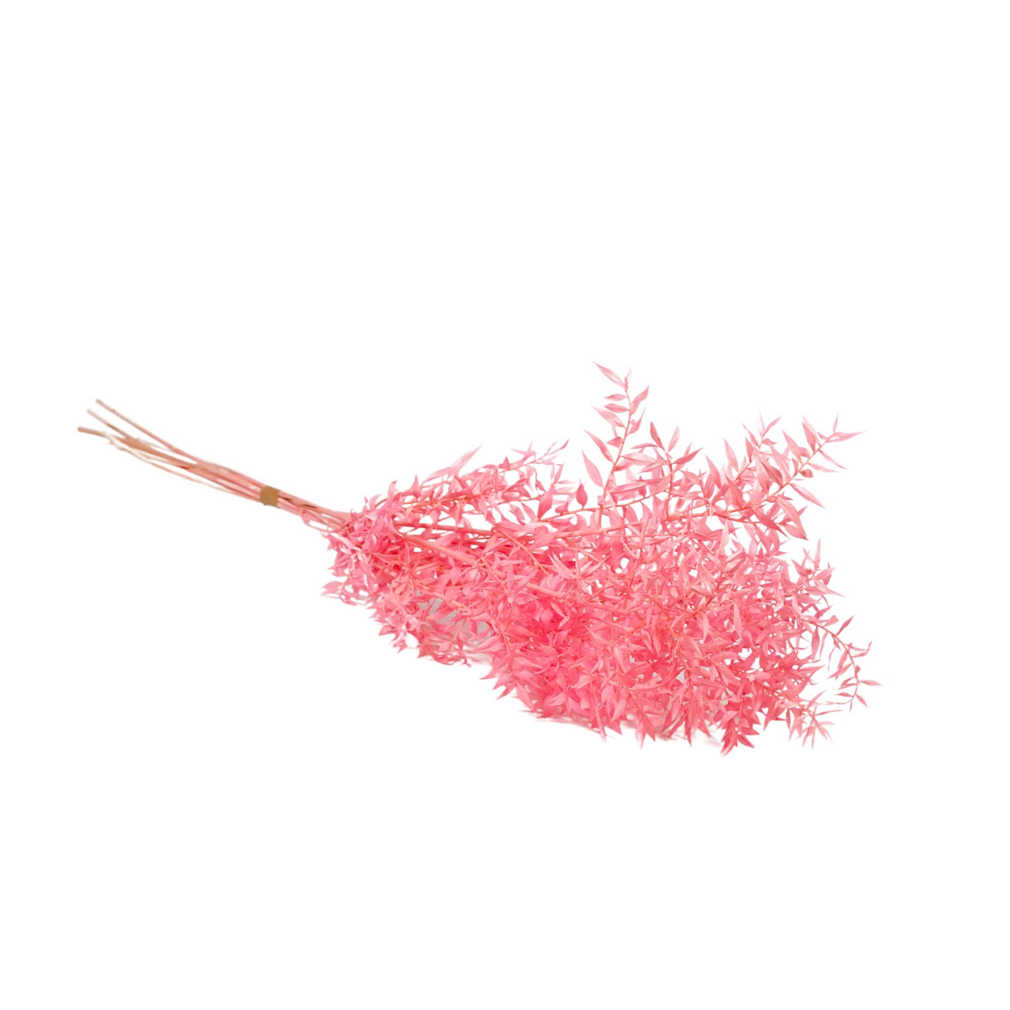 Wildflowers by Floriette - Venta al por mayor Flores secas/prensadas - Flores secas - Ruscus rosa brillante - 7 tallos1