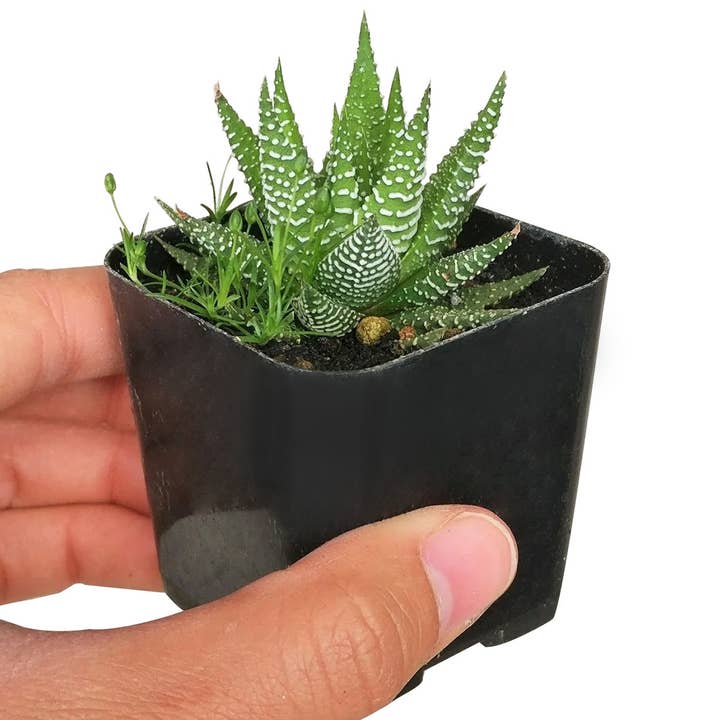 Best Plant Friend - Wholesale Succulent - Weirdo Succulents - 2-inch Pot (1 case = 2 Plants)