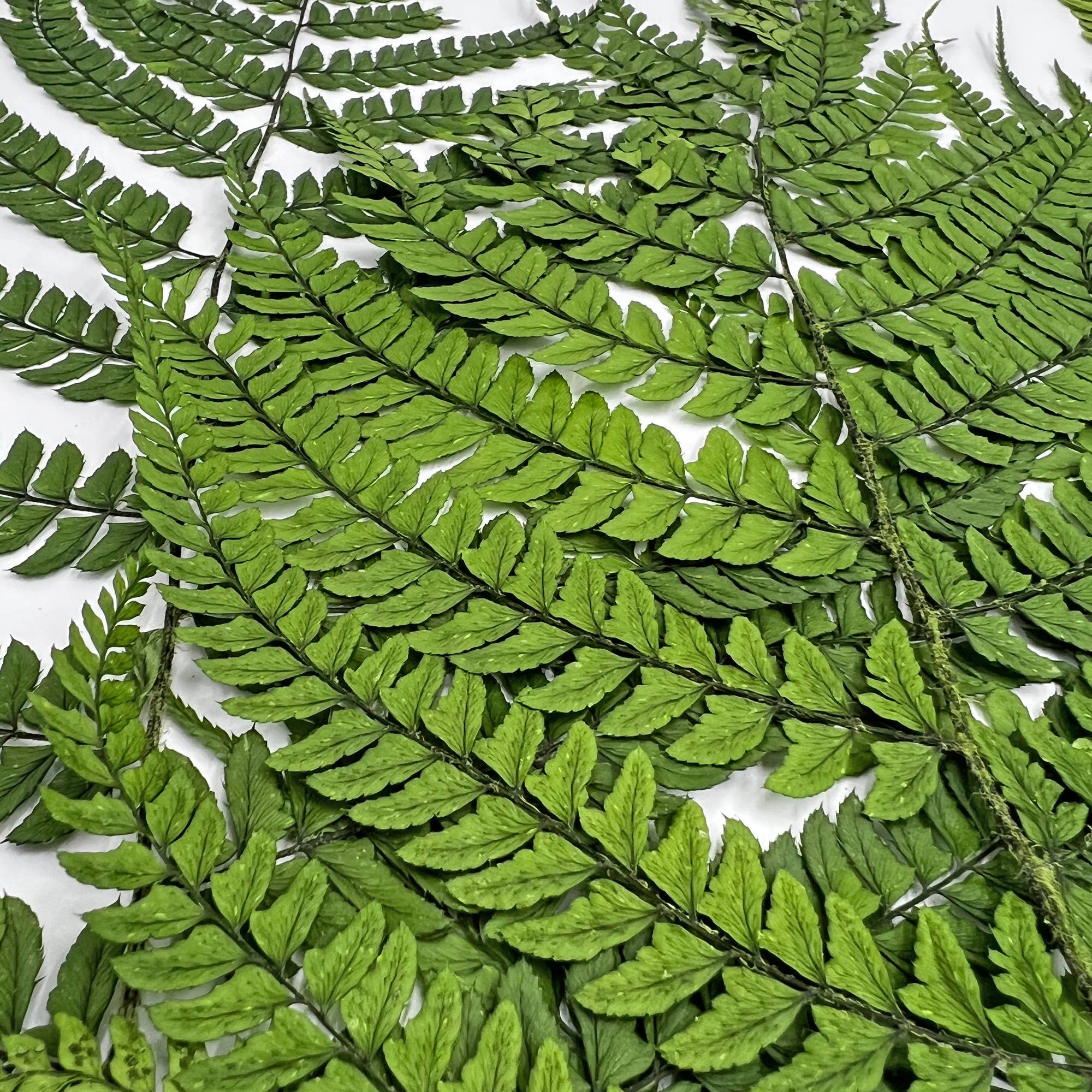 2626 Designs - Wholesale Dried/Pressed Flowers - Dried Preserved Fern 14"16