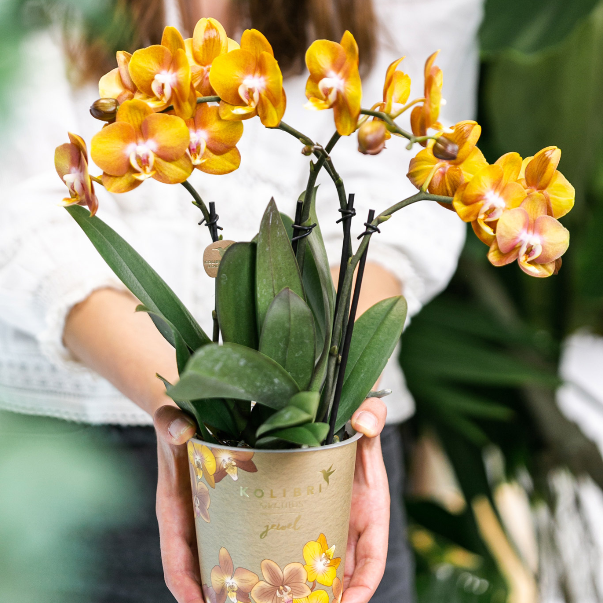 Oasis of Life - Wholesale Live Plant - Phalaenopsis Orchid "Las Vegas" – 2 Plants – Orange – Ø12cm – Houseplant with 3-4 Flower Stems – Noble Multiflora Orchid for Home & Office2