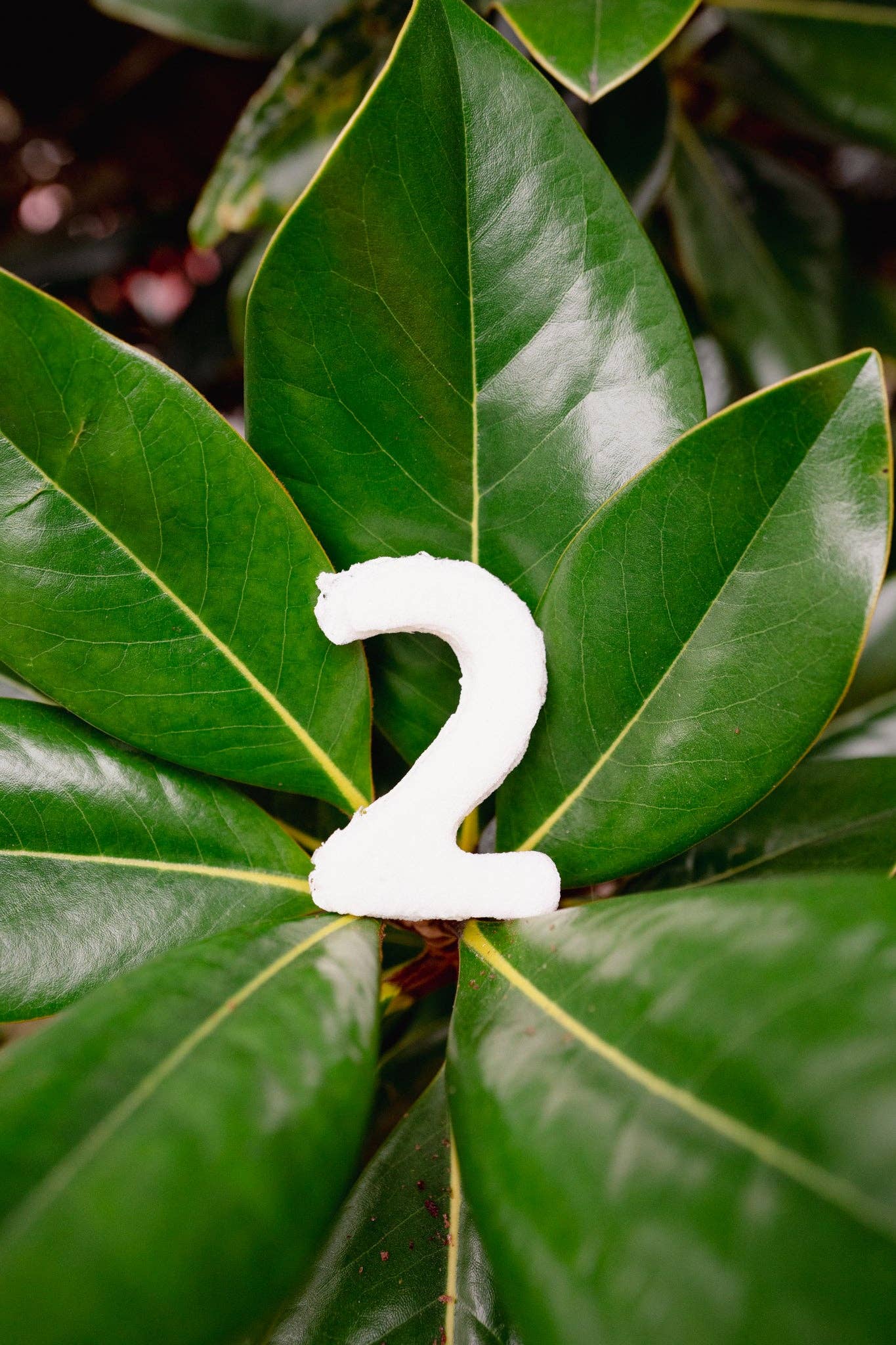 Love Liparu - Wholesale Pet Treats - Dog - MARSHMALLOW NUMBER | Freeze-Dried Dog + Cat Treat3