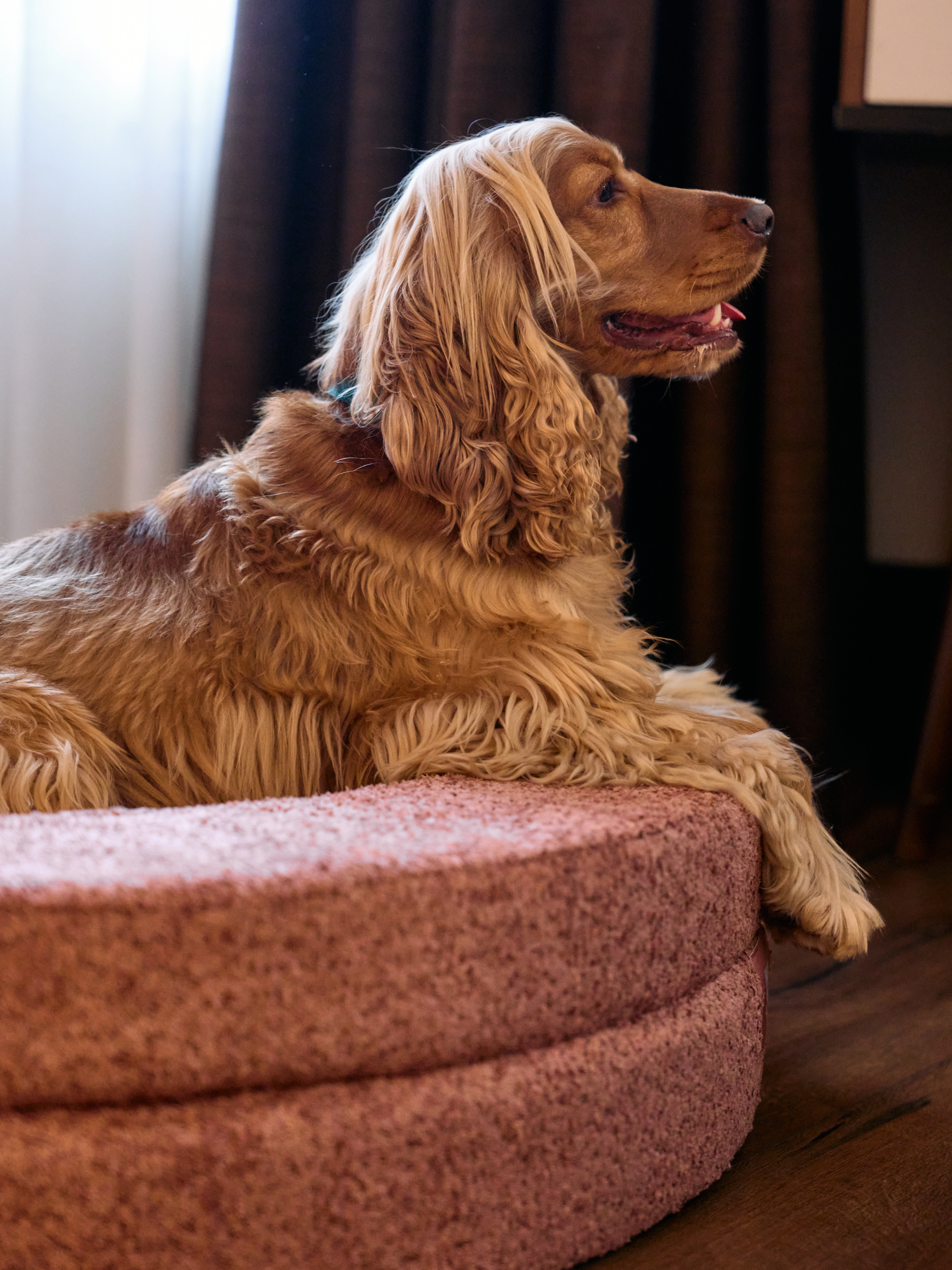 Dukier - Wholesale Pet Bed - Dog - DUKIER TERRACOTTA BED COVER7