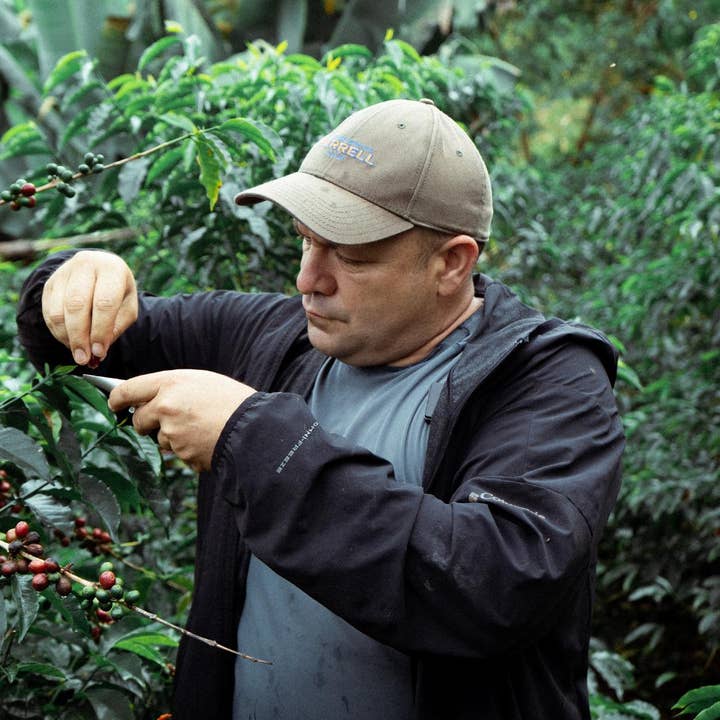 Wilder Lazo SL 28 Lavado Washed Process | Roasted for wholesale by COLOMBINO