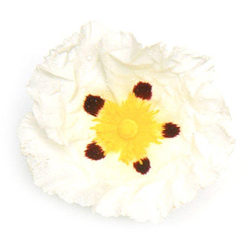 Zia Zensations Inc. - Wholesale Essential Oil - Cistus0