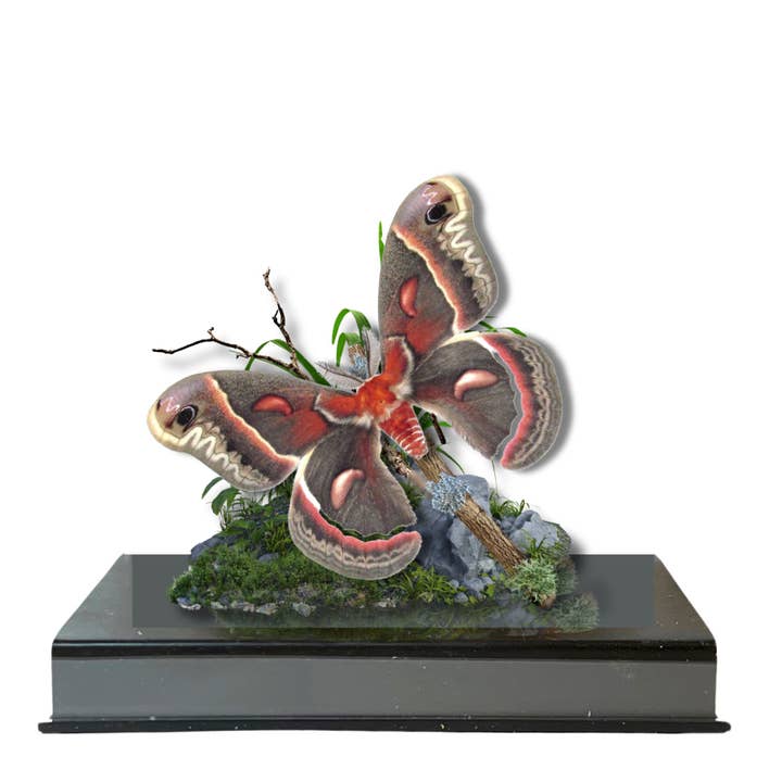 Instar Innovations - Wholesale Decorative Tabletop Object - Real Cecropia Moth Diorama - 6x8x6 in  Â