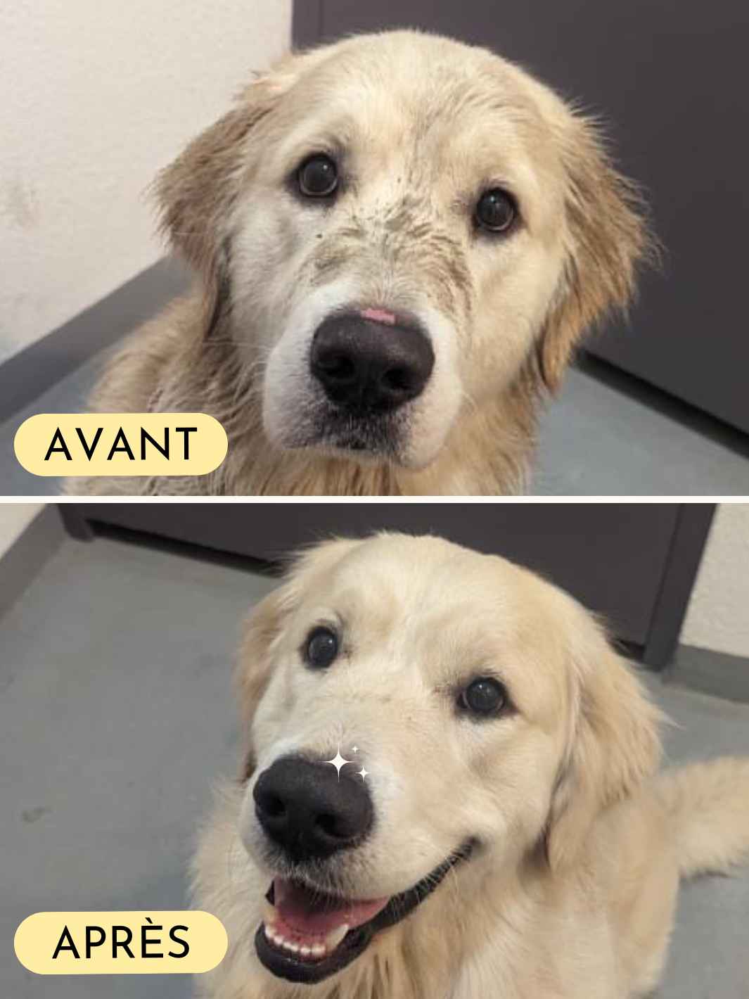 Truffe Délice – Großhandel Balsam für Haustiere – Hund – Seidiger Trüffelbalsam für Hunde und Katzen1