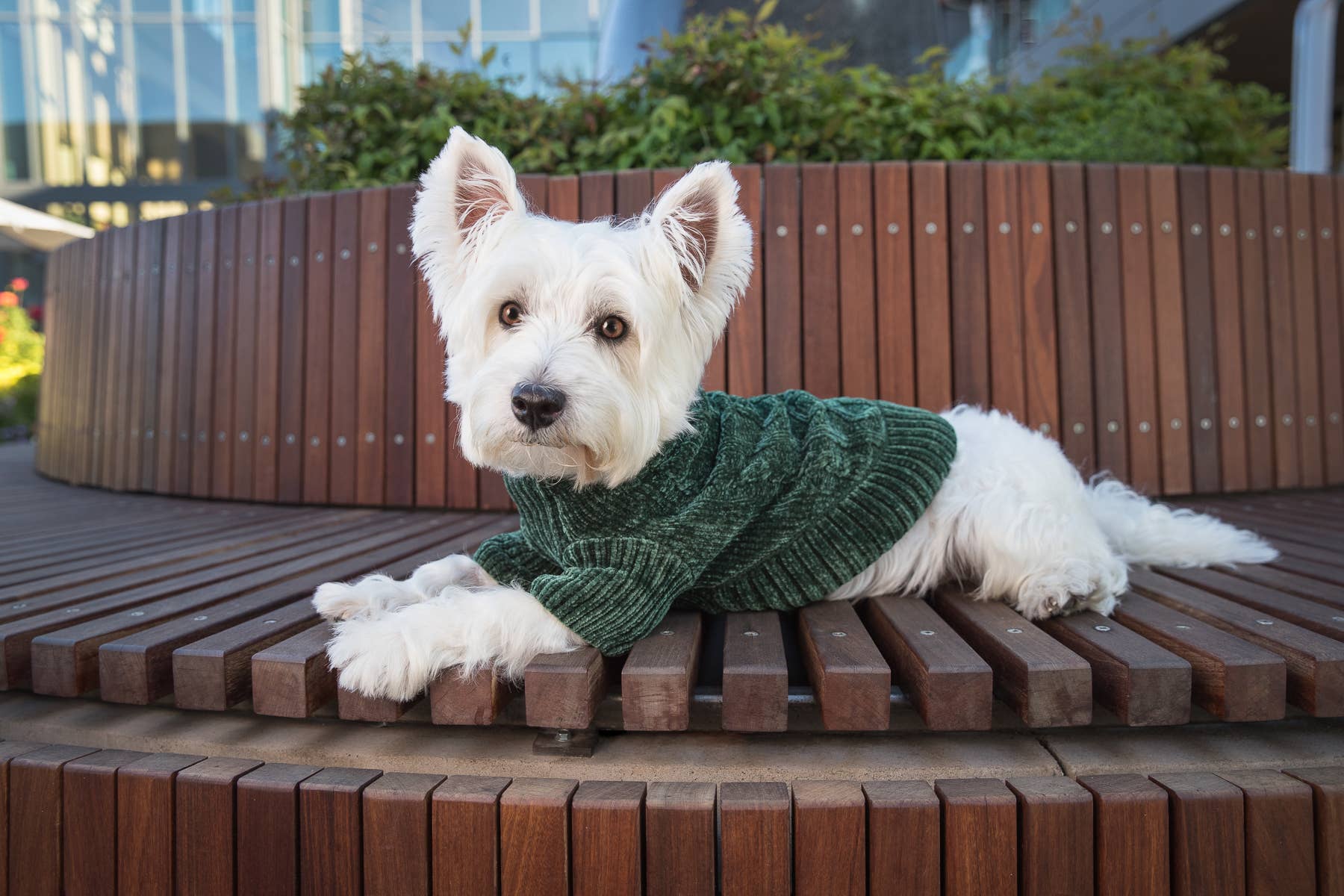 Blueberry Pet - Vendita all'ingrosso Maglione - Cani - Maglione in ciniglia UltraSoft personalizzato e tinto con apertura per guinzaglio27