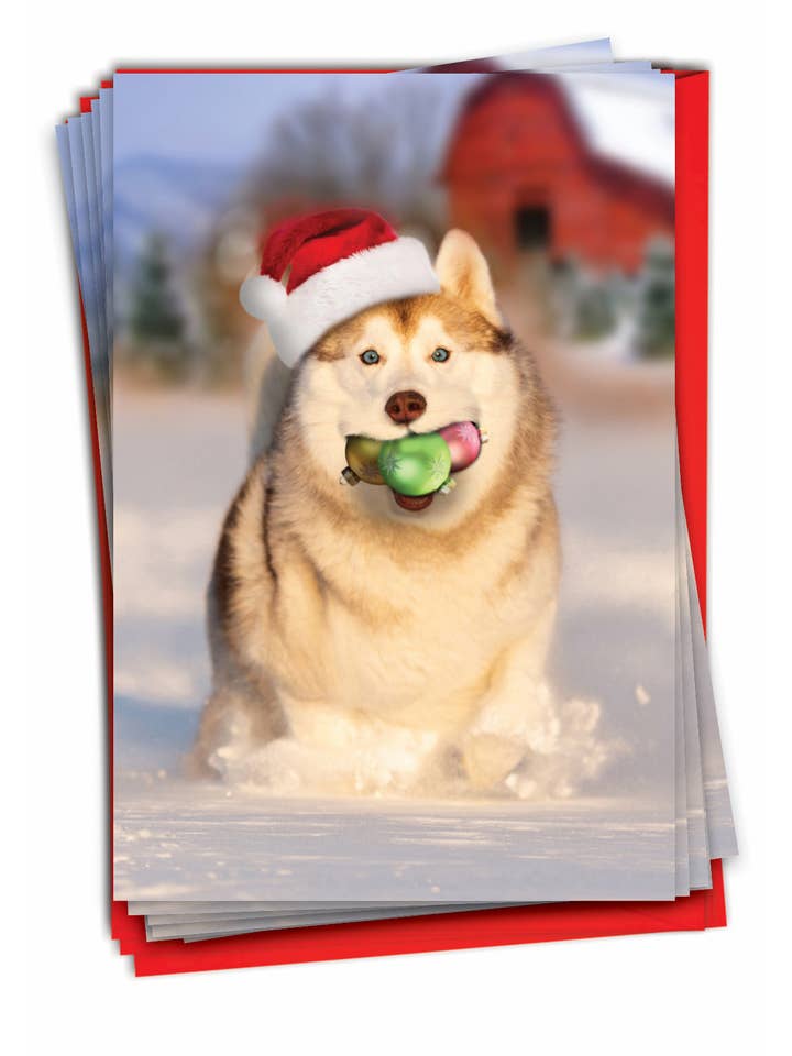 Schachtel mit 12 Weihnachtskarten, Motiv „Holiday Dog Mouth“ für den Großhandel von NobleWorks