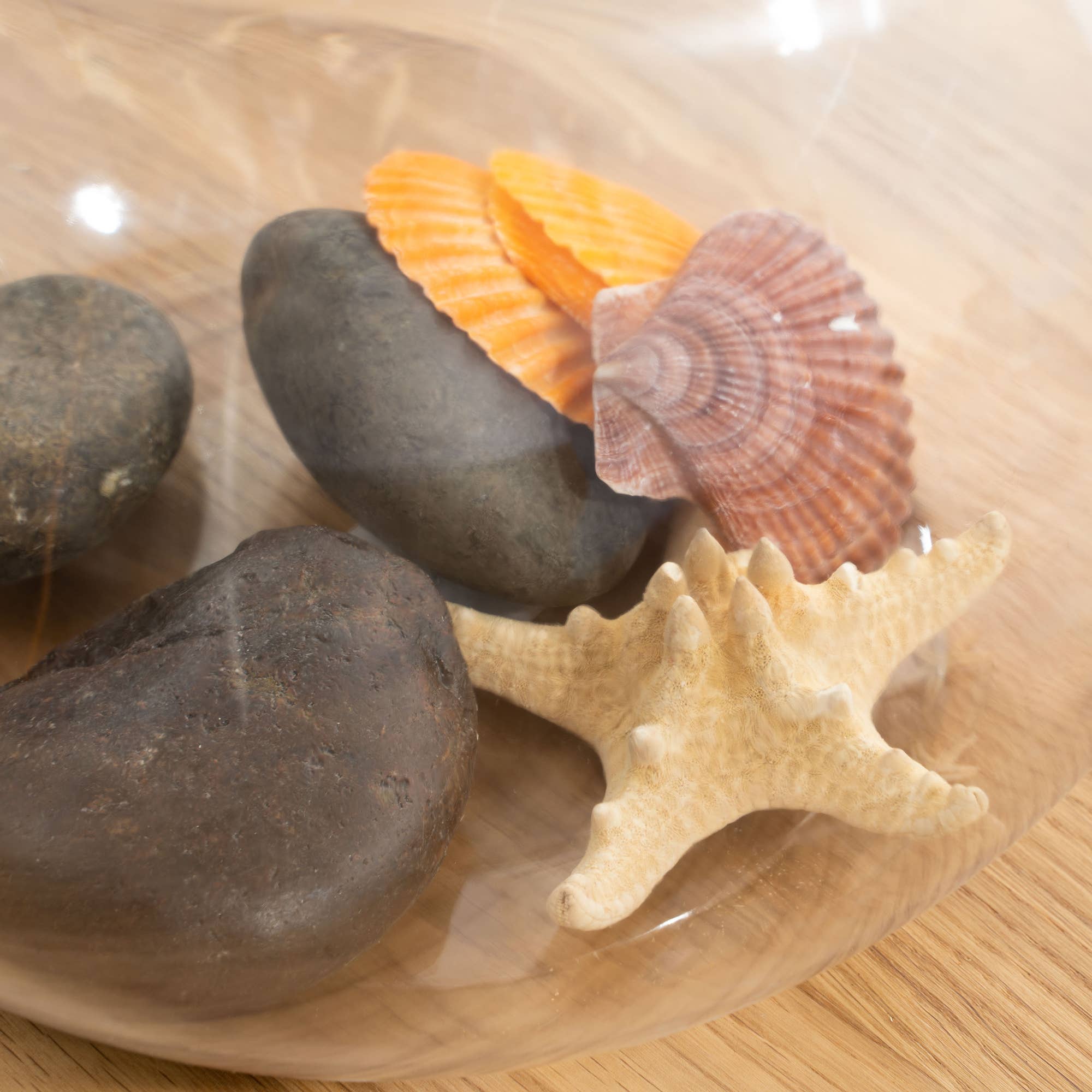 Portofino International Trading, USA - Wholesale Decorative Tabletop Object - Assorted Seashells - 10.5 Ounces Bag3