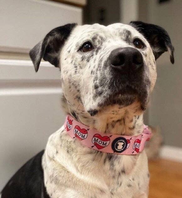 Pittie Clothing Co. - Wholesale Pet Collar - Dog - Pink 'MOM' Heart Tattoo Collar3