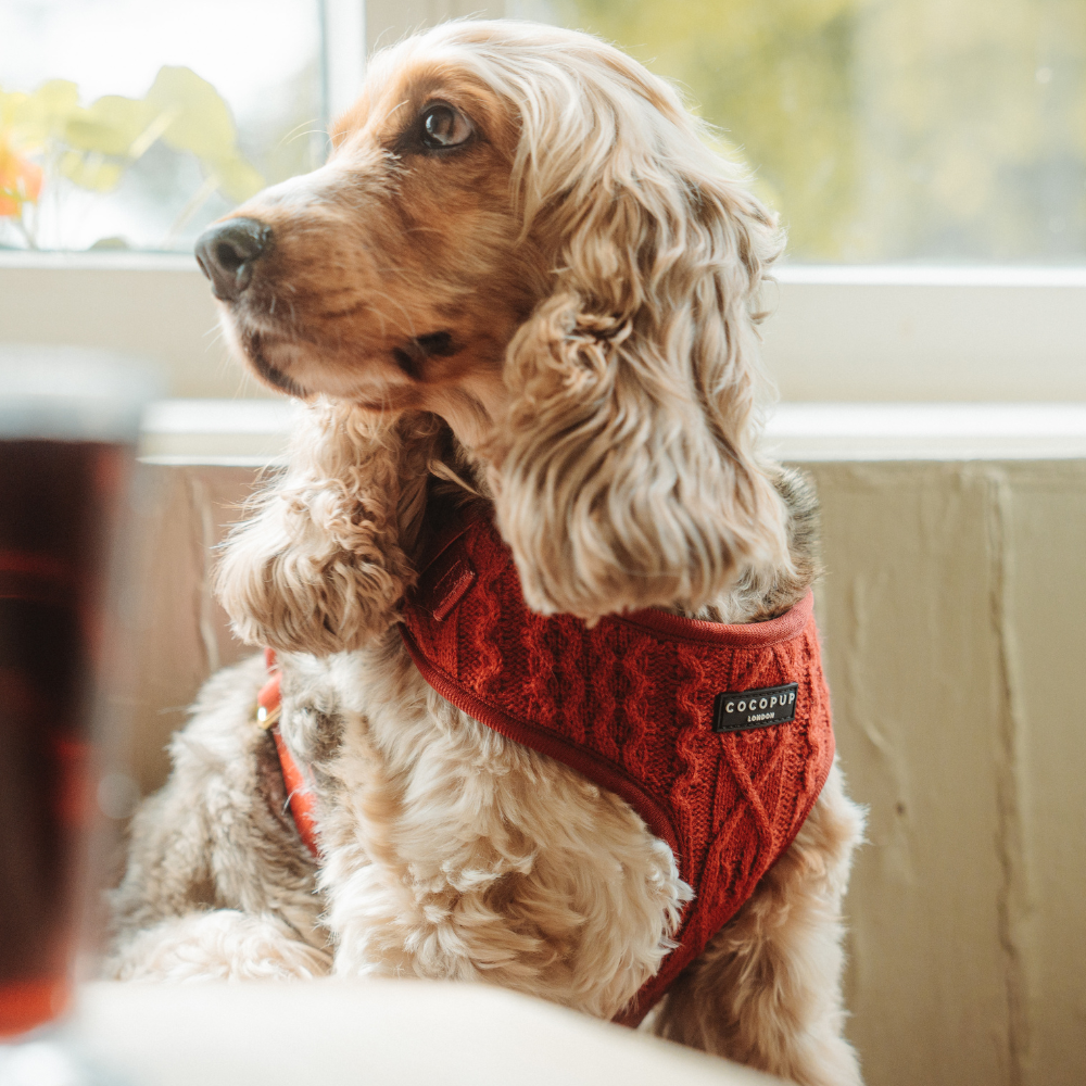 Cocopup London - Wholesale Pet Harness - Dog - Cable Knit Jumper Adjustable Neck HARNESS - Mulled Pup Wine2
