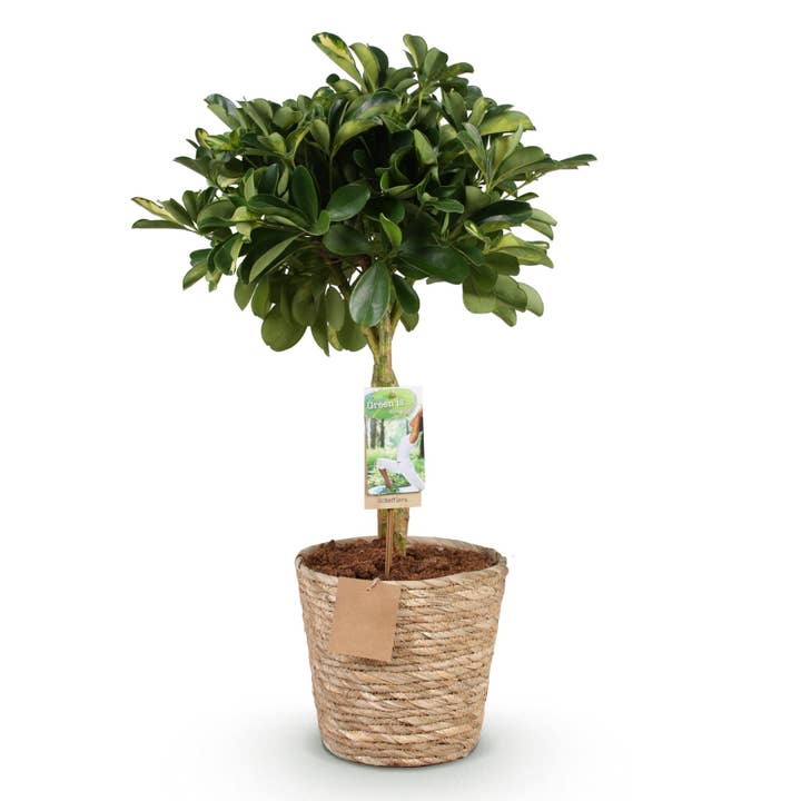 Schefflera Gold Capelle – 70-80cm – 21cm avec panier – Arbre à doigts facile d'entretien – Feuillage vert-doré – Plante d'intérieur décorative pour salon, bureau et entrées pour la vente par Oasis of Life