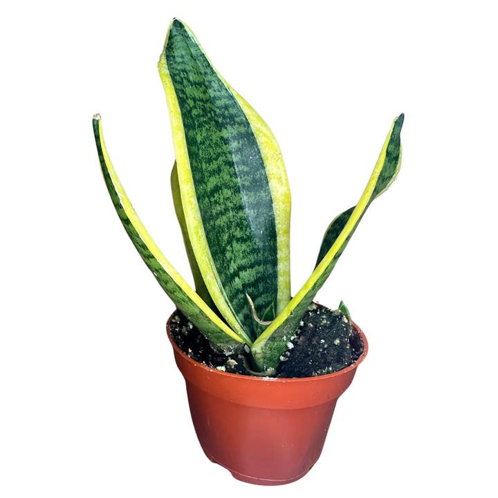 Flow State - Wholesale Live Plant - 4" Sansevieria Futura - Snake Plant