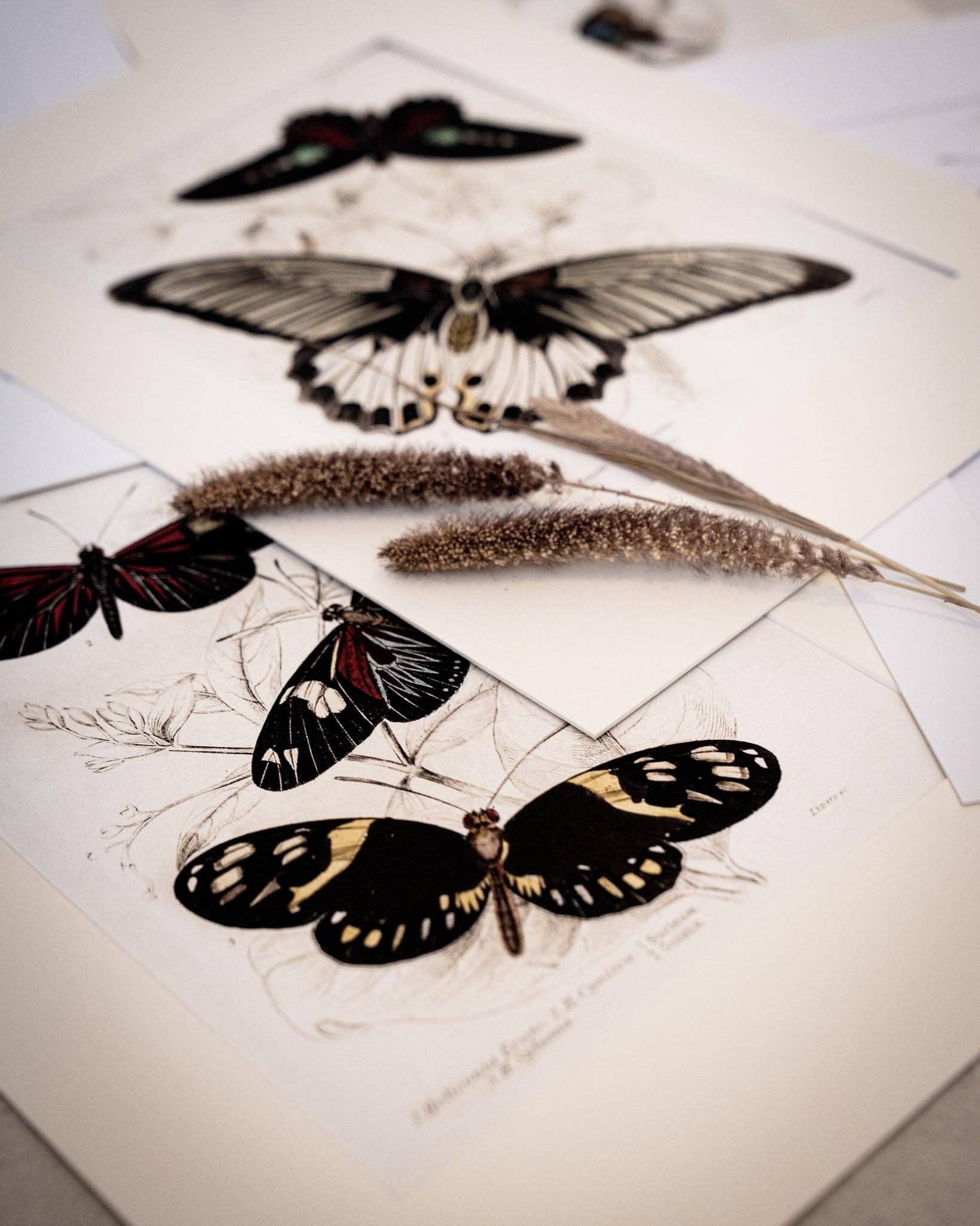 Coultura - Wholesale Gallery Wall Set - Framed Gallery Wall Set – Vintage Butterfly Botanical Art Prints (Set of 6, Black Noir Frame)2