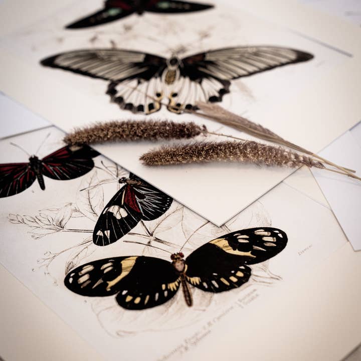 Coultura - Wholesale Gallery Wall Set - Framed Gallery Wall Set – Vintage Butterfly Botanical Art Prints (Set of 6, Black Noir Frame)2