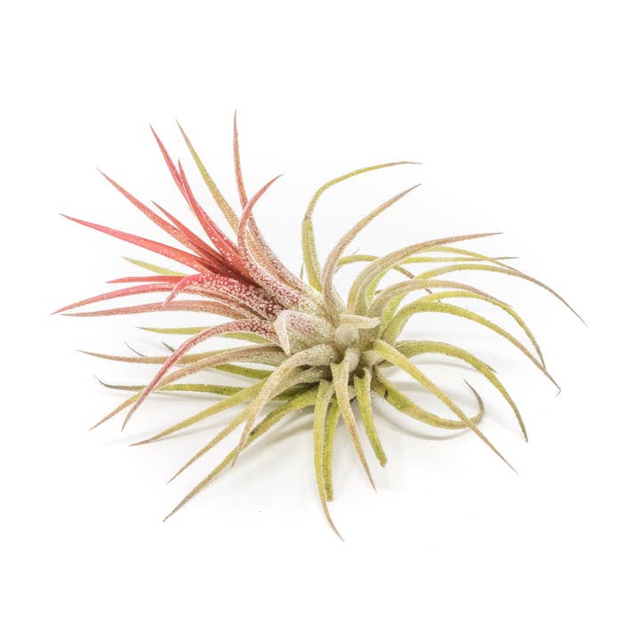 Tillandsia Ionantha Fuego Air Plants for wholesale by Air Plant Shop