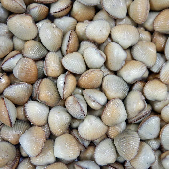 Les Coques de Cabourg - Wholesale Chocolate Box - Les Coques de Cabourg7