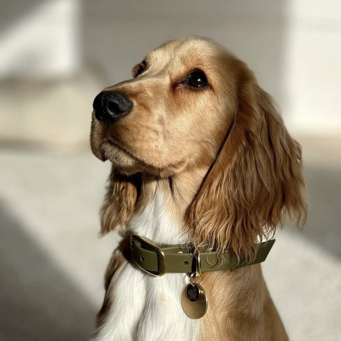 Oscar & co - Wholesale Pet Collar - Dog - Waterproof dog collar - khaki1