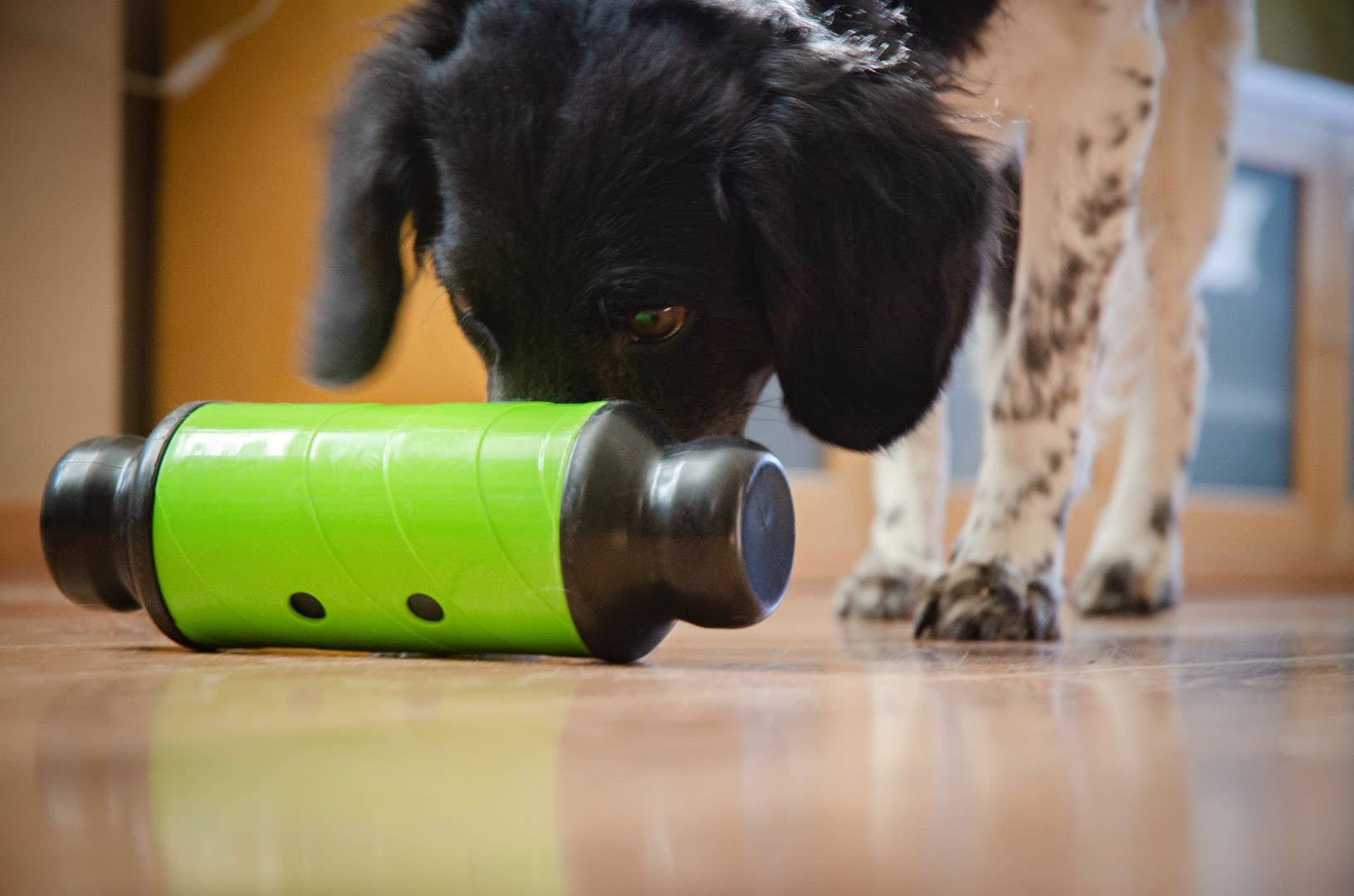Hofman Animal Care - Wholesale Pet Bowl - Cat/Dog - Eat Slow Live Longer Feed & Treat Roller Green L4