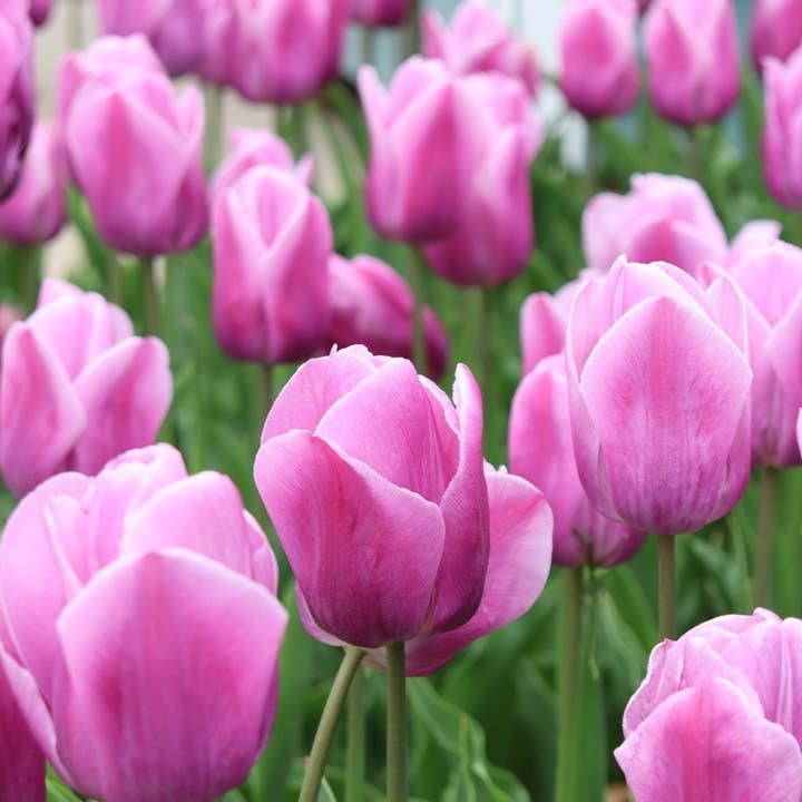 Oasis of Life - Wholesale Live Plant - Tulip bulbs 35 pieces – Tulipa Pastel Mix – Multicolored Triumph tulips in delicate pastel shades – Flower bulbs for garden, bed & pot – Spring bloomers – Hardy & easy to care for6
