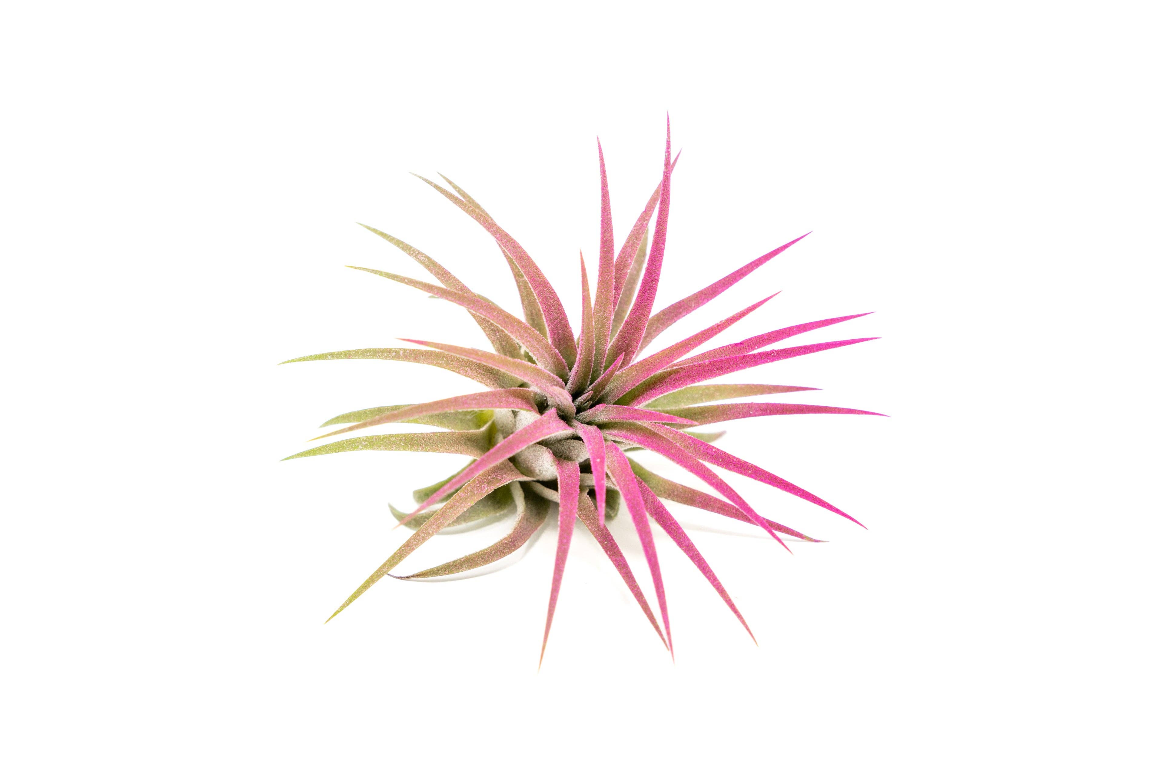 Air Plant Shop - Wholesale Live Plant - Color Enhanced Tillandsia Ionantha Rubra Air Plants33