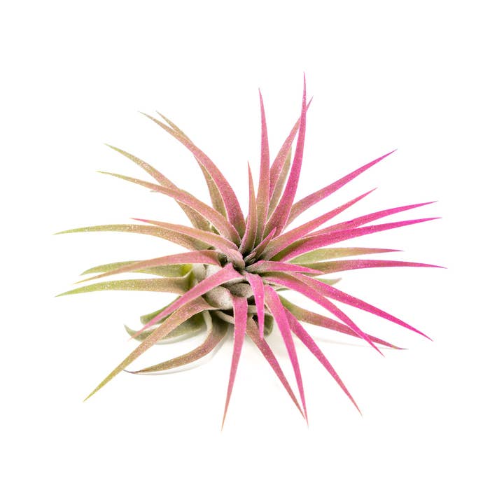 Air Plant Shop - Wholesale Live Plant - Color Enhanced Tillandsia Ionantha Rubra Air Plants33