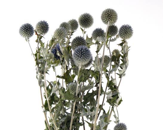Botanico Ltd. - Wholesale Gedroogde/geperste bloemen - Echinops1