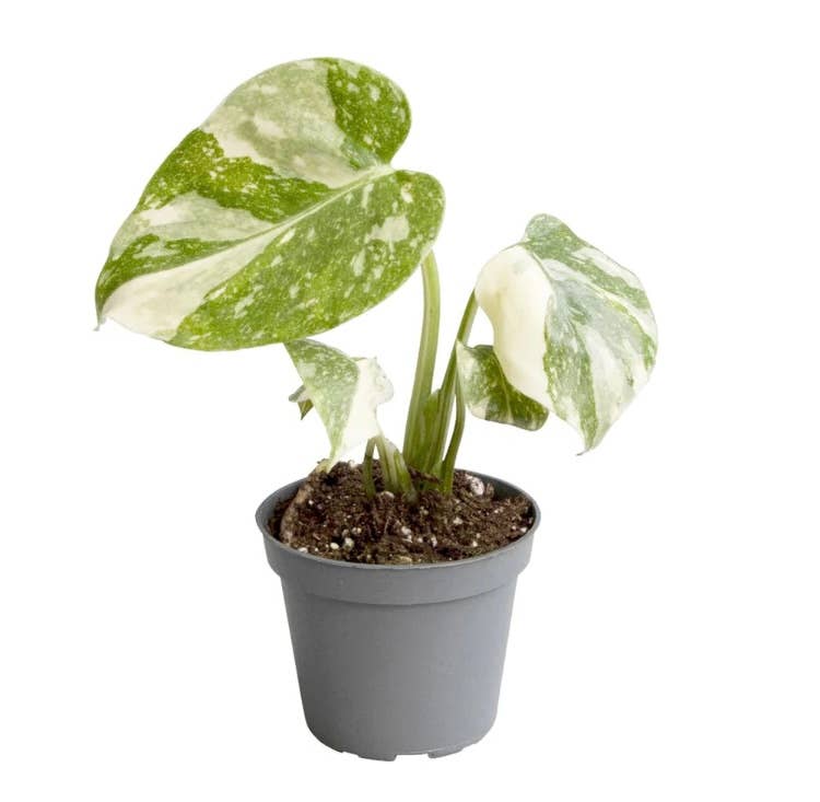 Dutch Flower Lady - Vendita all'ingrosso Piante vive - 10 piante rare di Monstera Thai Constellation in tutto il mondo6