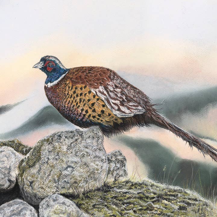 Tryck av originalpastell 'Höglandsfasan' för wholesale av Michelle Hewitt Wildlife Artist
