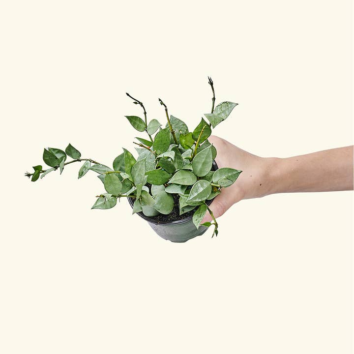 Rooted - Wholesale Live Plant - Hoya 'Arctic' (4" or 6" Pot)
