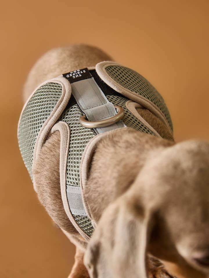 Arnés de neopreno gris claro con banda reflectante CLAREMONT para venta al por mayor de The Striped Dog